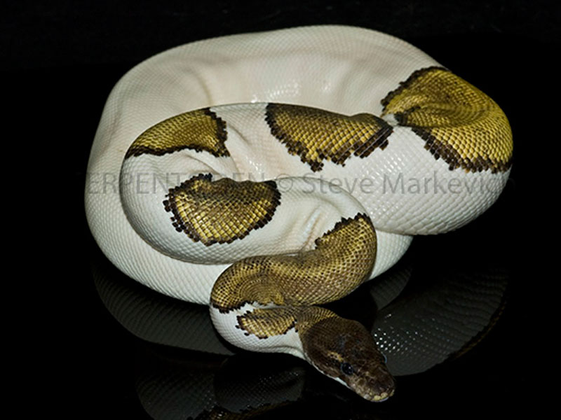 Mojave Pied