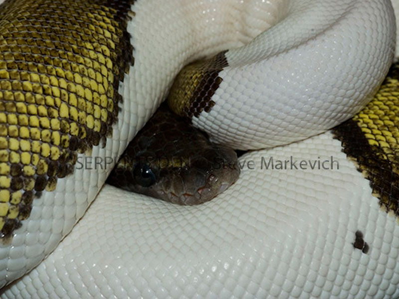 Mojave Pied