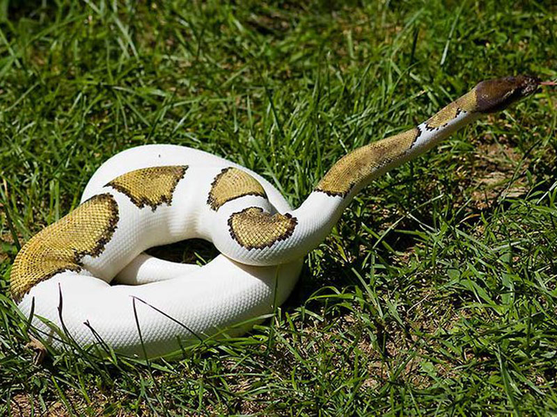 Mojave Pied