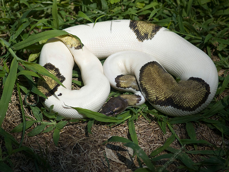 Mojave Pied