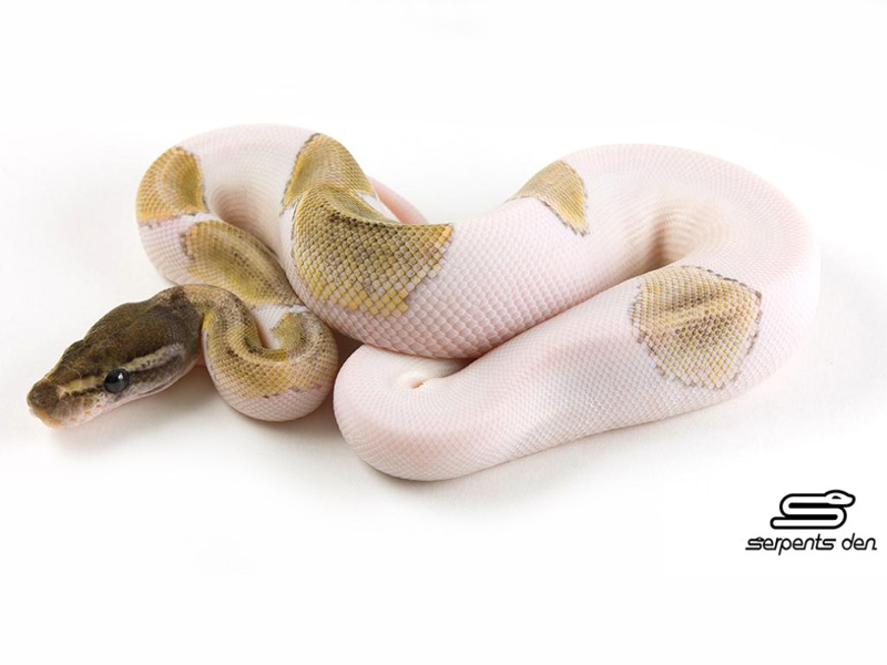 Mojave Pied