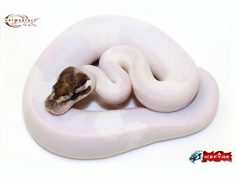 Mojave Pied