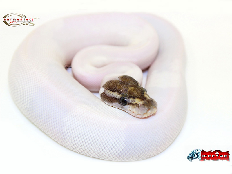 Mojave Pied