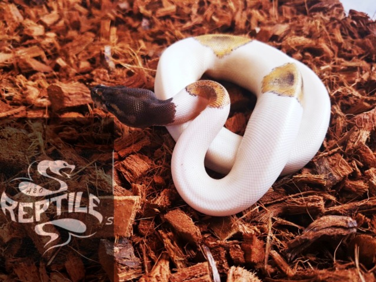 Mojave Pied