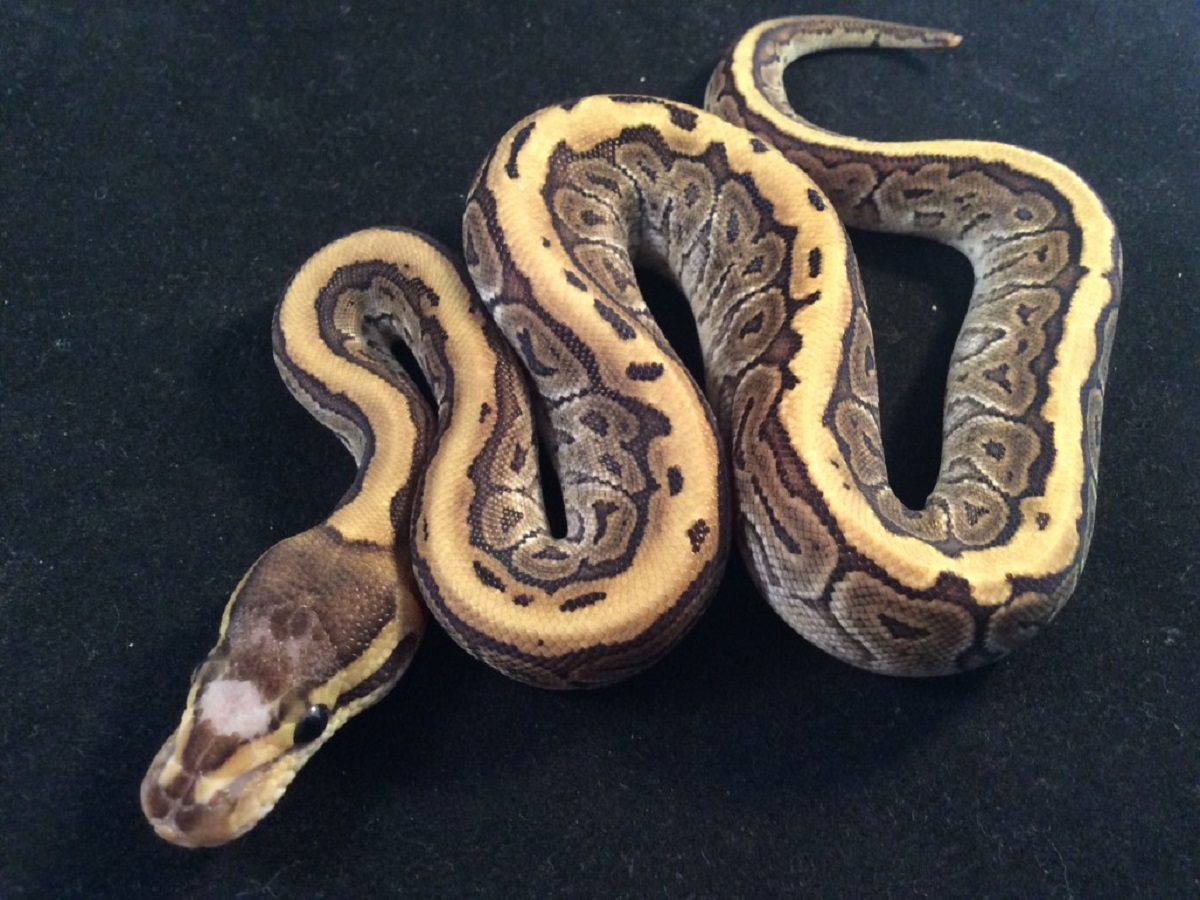 Mojave Pinstripe Scaleless Head