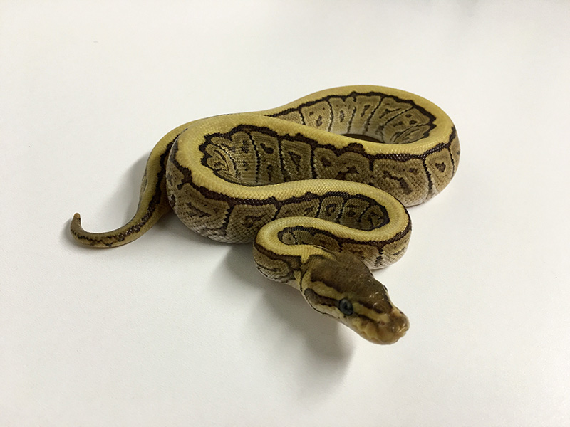 Mojave Pinstripe Spotnose