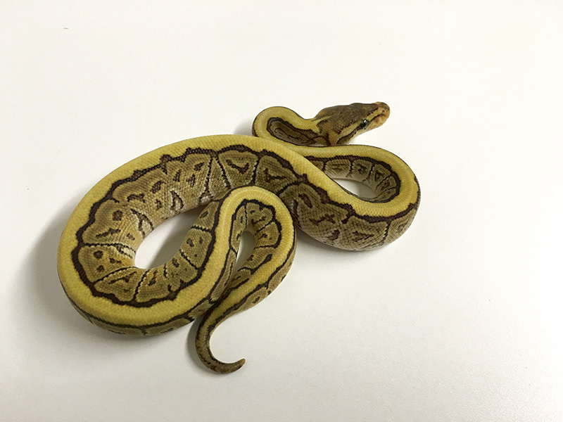 Mojave Pinstripe Spotnose - Morph List - World of Ball Pythons