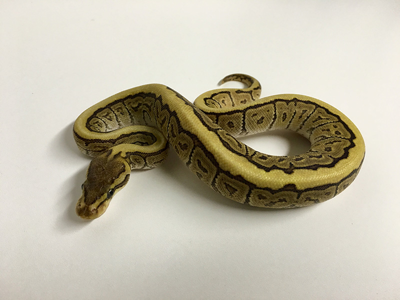 Mojave Pinstripe Spotnose