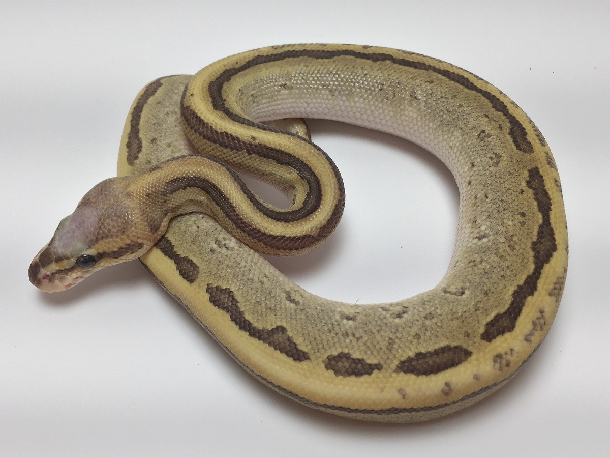 Mojave Pinstripe Super Vanilla