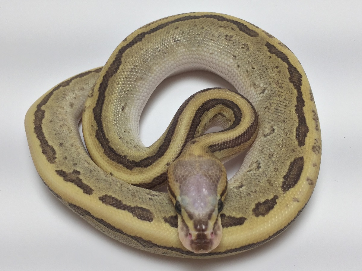 Mojave Pinstripe Super Vanilla