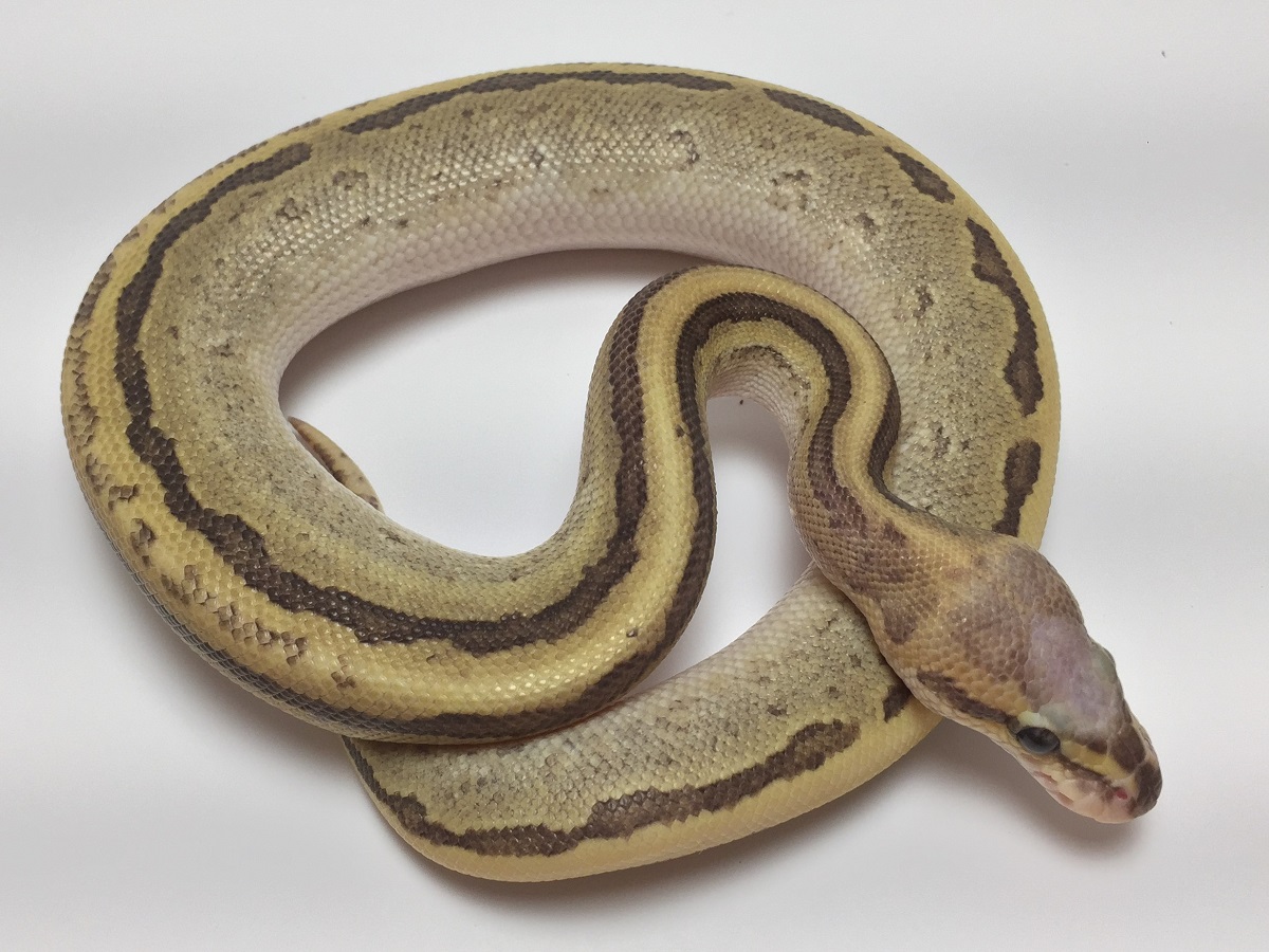 Mojave Pinstripe Super Vanilla