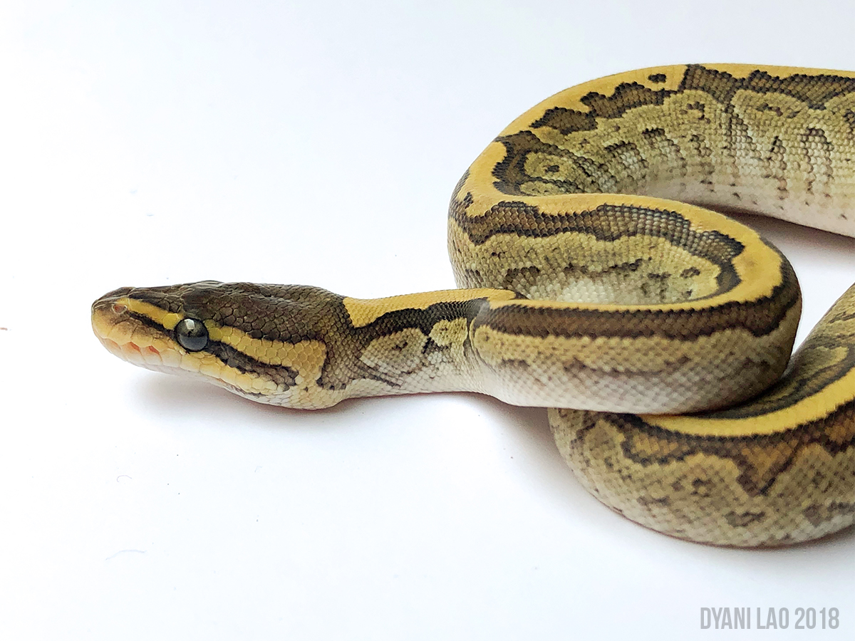 Mojave Pinstripe Yellow Belly