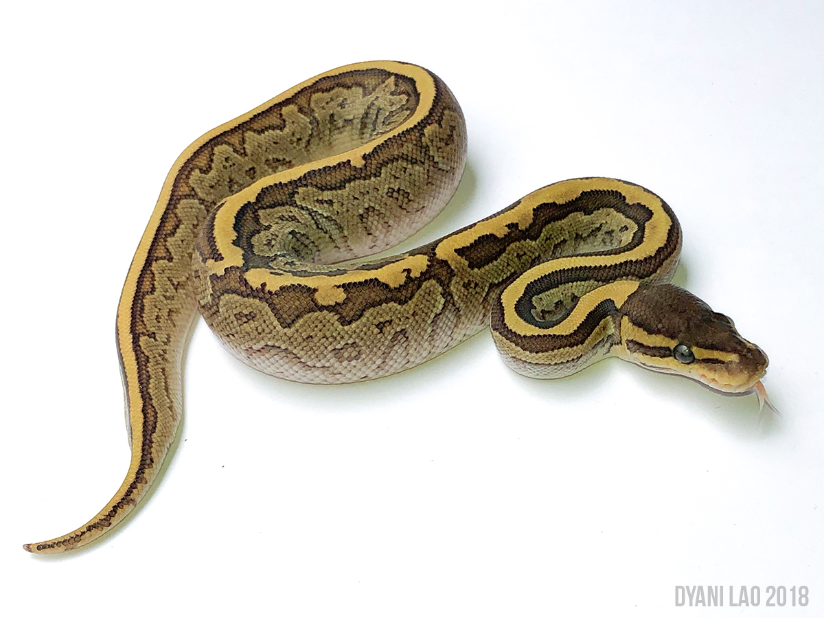 Mojave Pinstripe Yellow Belly