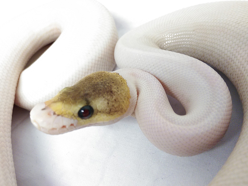 Mojave Piebald Spider