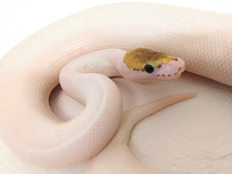 Mojave Piebald Spider