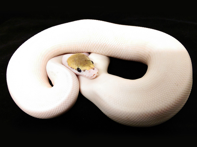 Mojave Piebald Spider