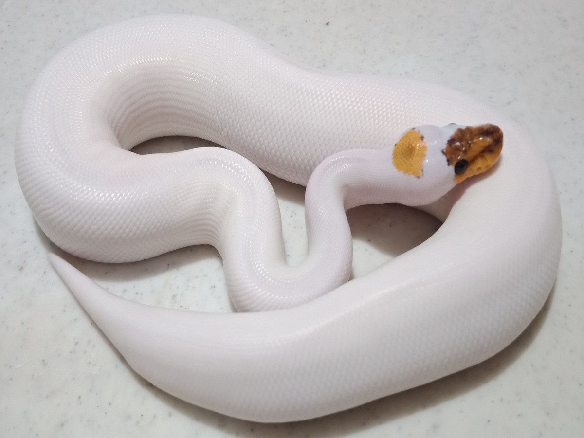 Mojave Piebald Spider