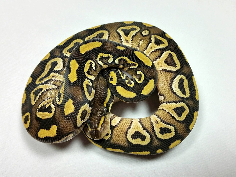 Mojave Red Gene Trick