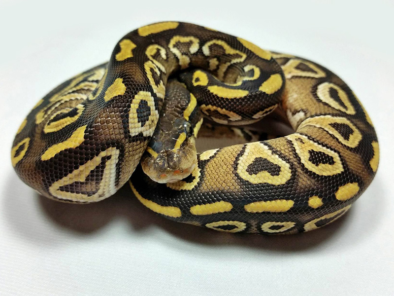 Mojave Red Gene Trick