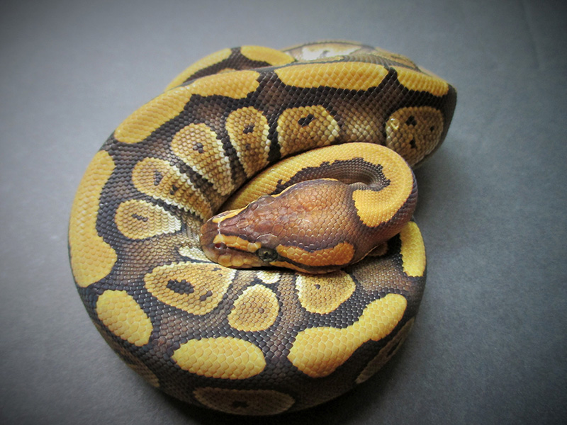 Mojave Red Stripe