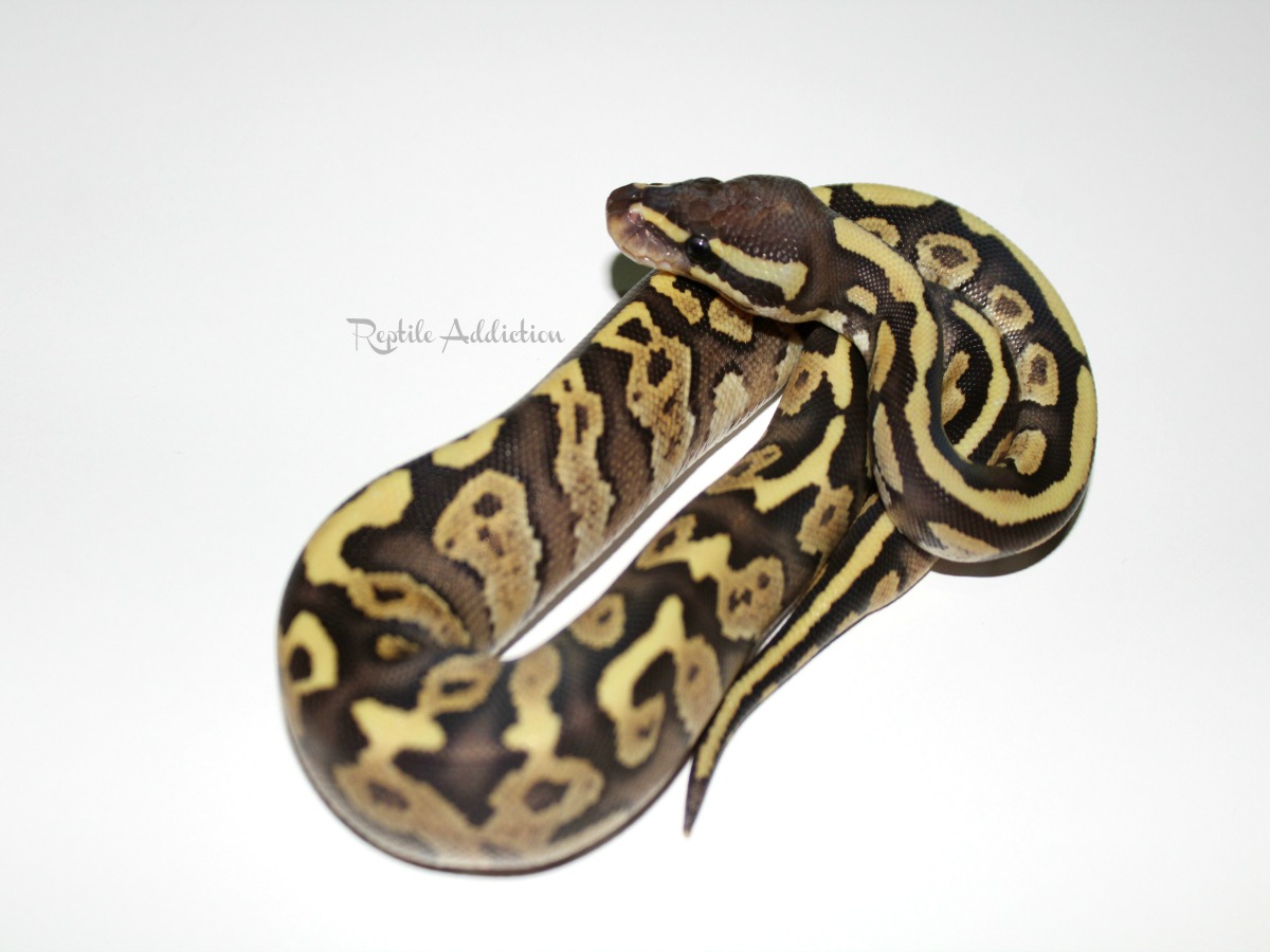 Mojave Red Stripe