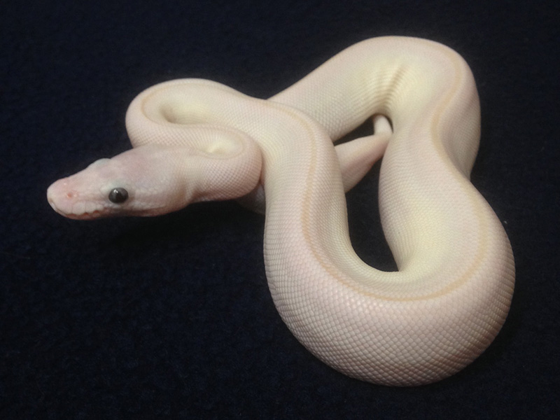 Mojave Russo Het Leucistic