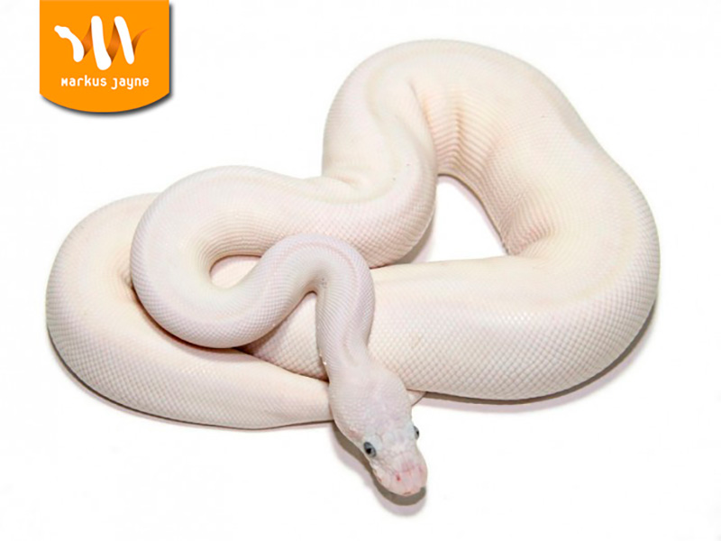 Mojave Russo Het Leucistic