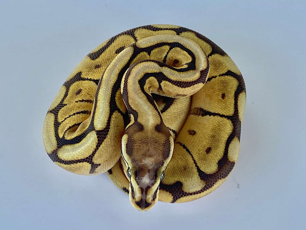 Mojave Scaleless Head Spider