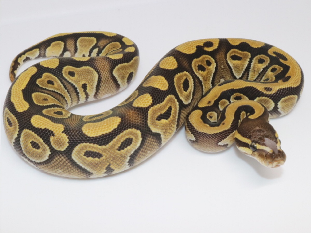 Mojave Scaleless Head