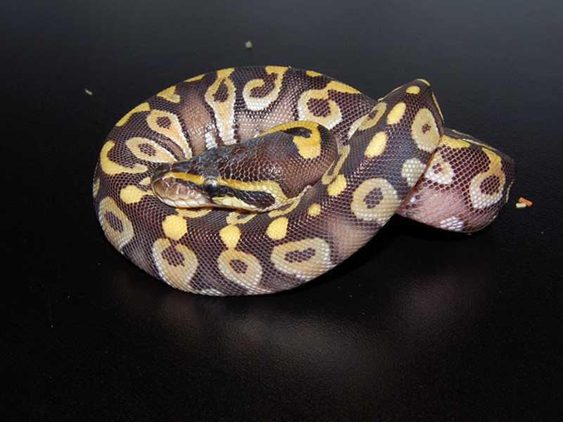 Mojave Solar Ball