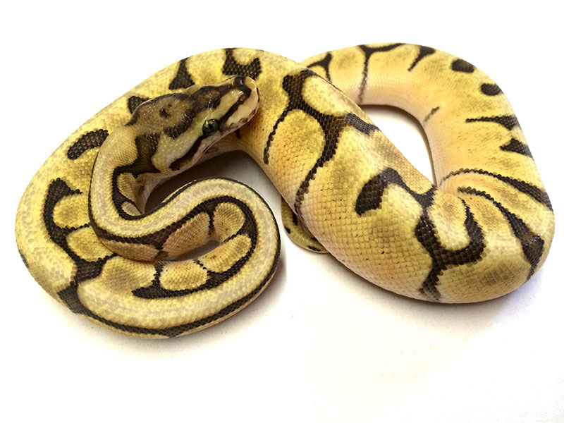 Mojave Spider Vanilla - Freek Nuyt Line