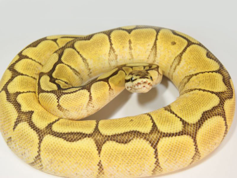 Mojave Spider Yellow Belly