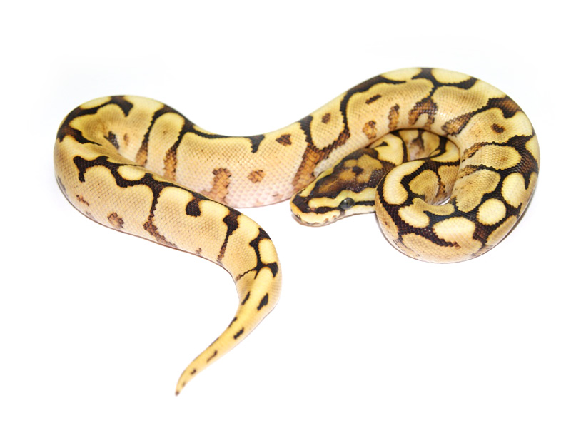 Mojave Spider Yellow Belly