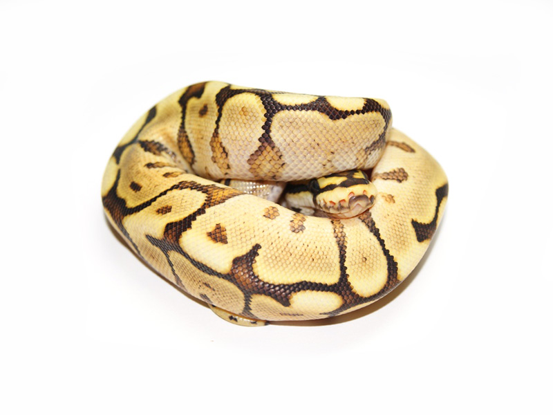 Mojave Spider Yellow Belly