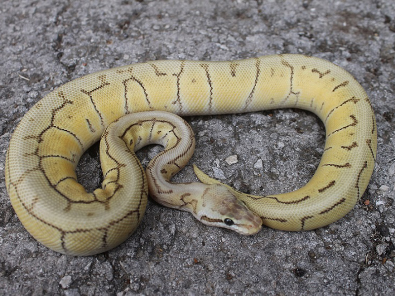 Mojave Spinner Blast