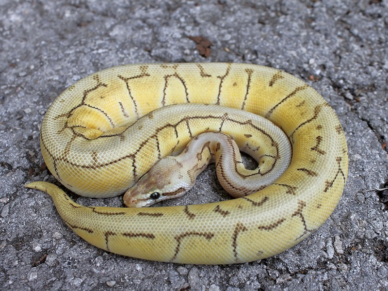 Mojave Spinner Blast