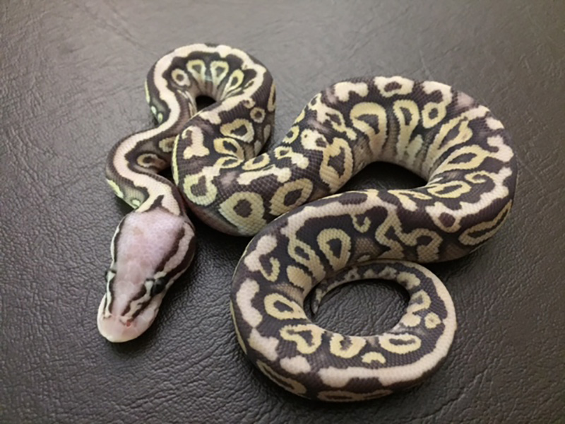 Mojave Spotnose Super Pastel