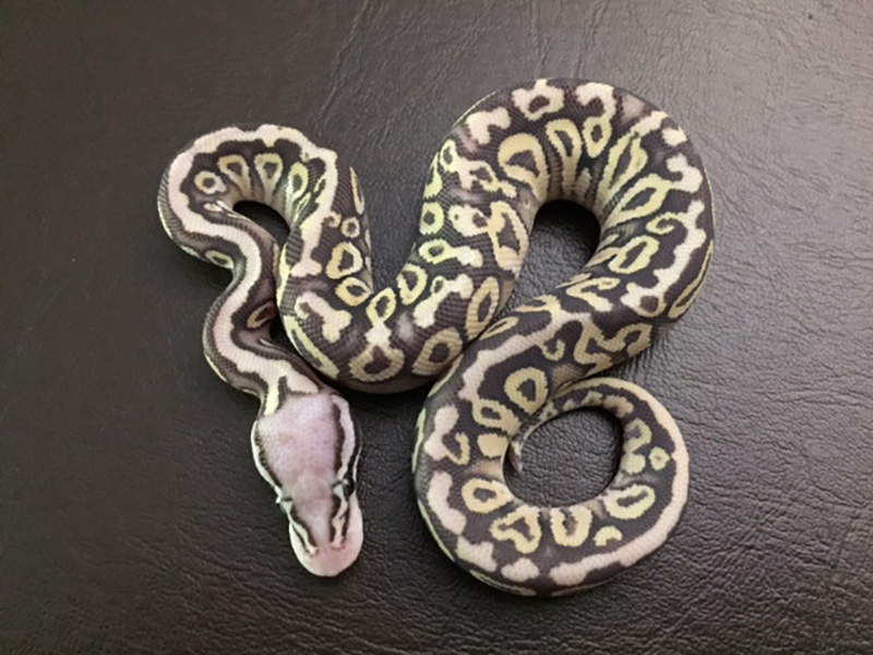 Mojave Spotnose Super Pastel