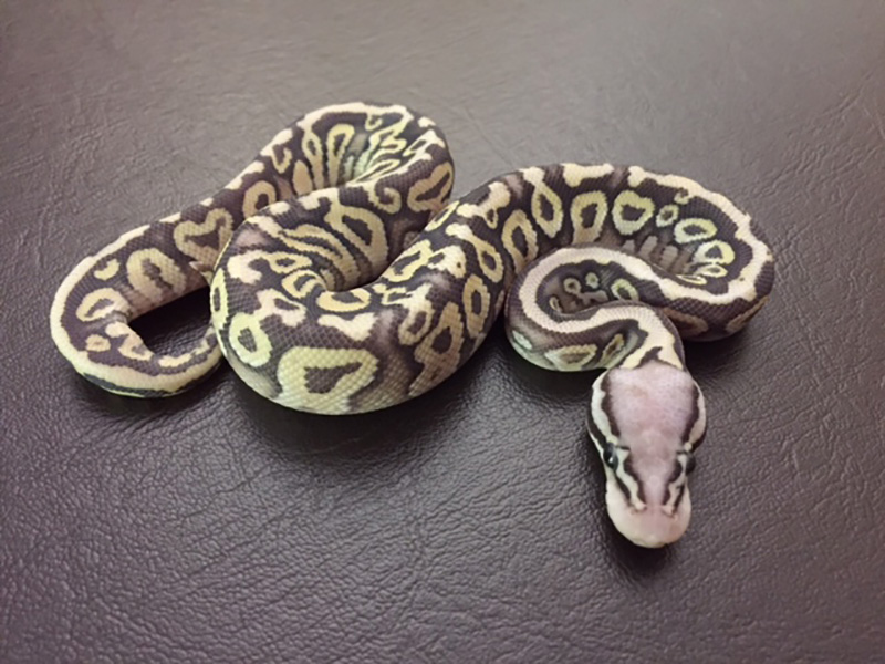 Mojave Spotnose Super Pastel