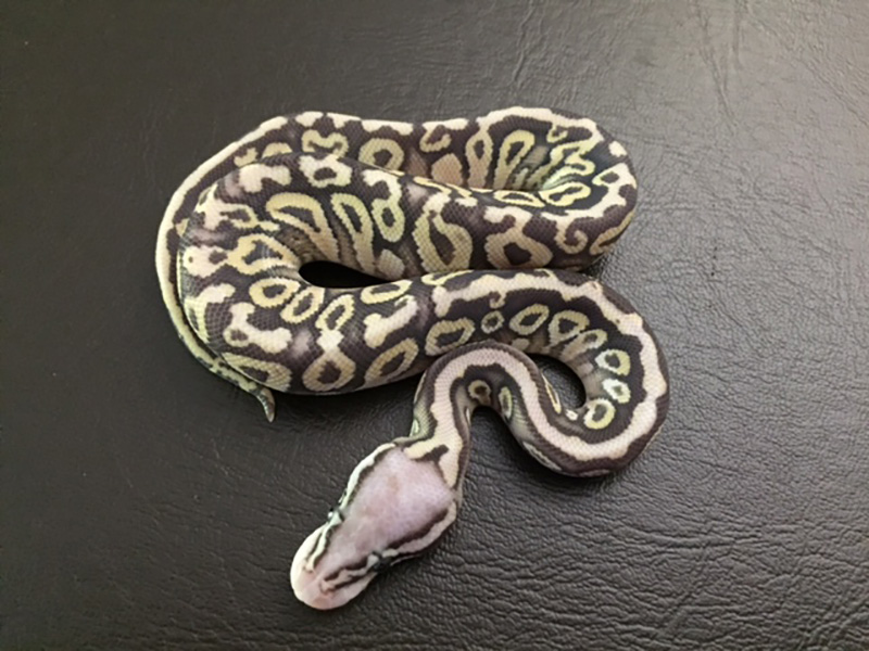 Mojave Spotnose Super Pastel