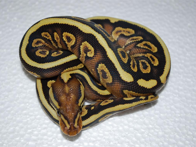 Mojave Spotnose Yellow Belly