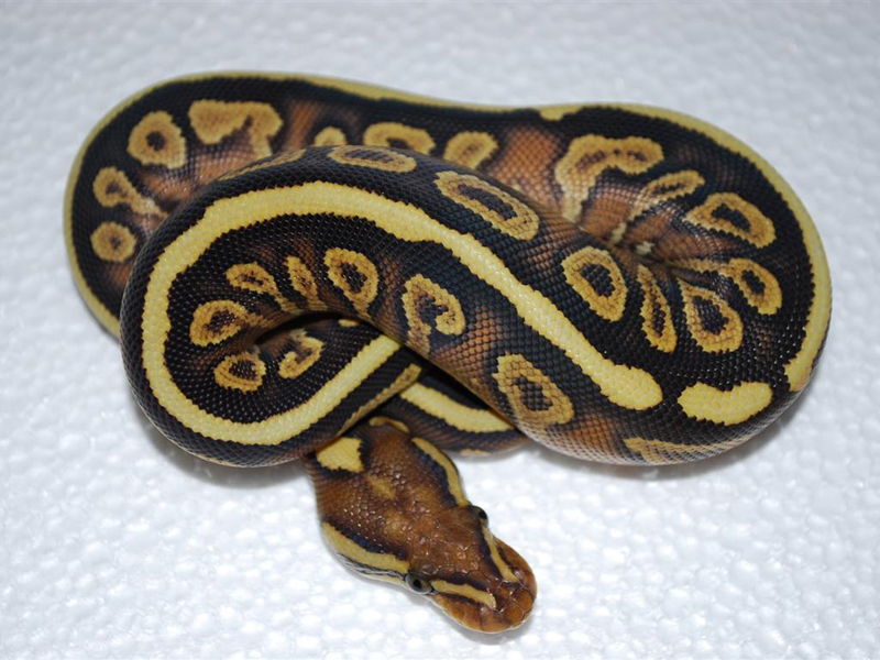 Mojave Spotnose Yellow Belly