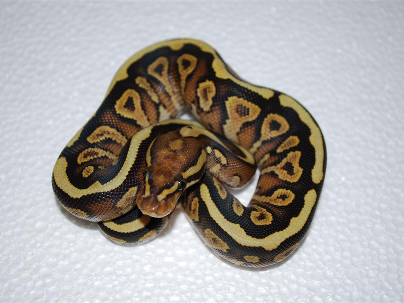 Mojave Spotnose Yellow Belly