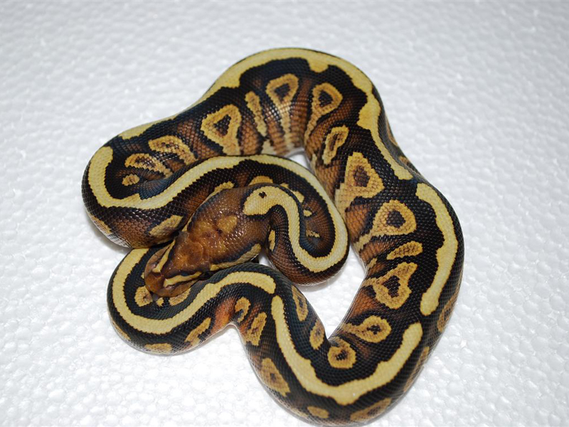 Mojave Spotnose Yellow Belly