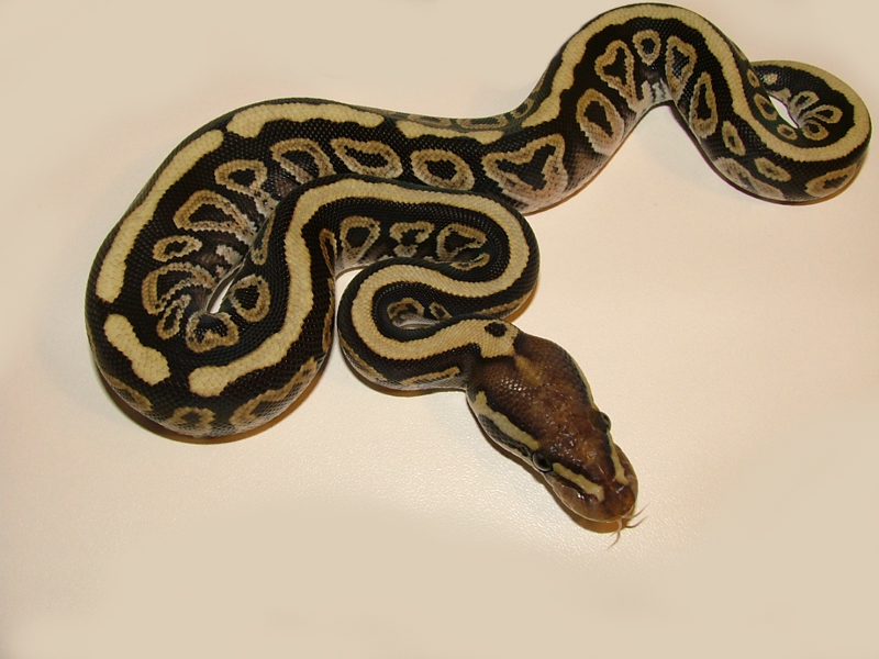 Mojave Spotnose