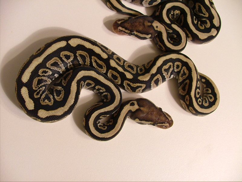 Mojave Spotnose