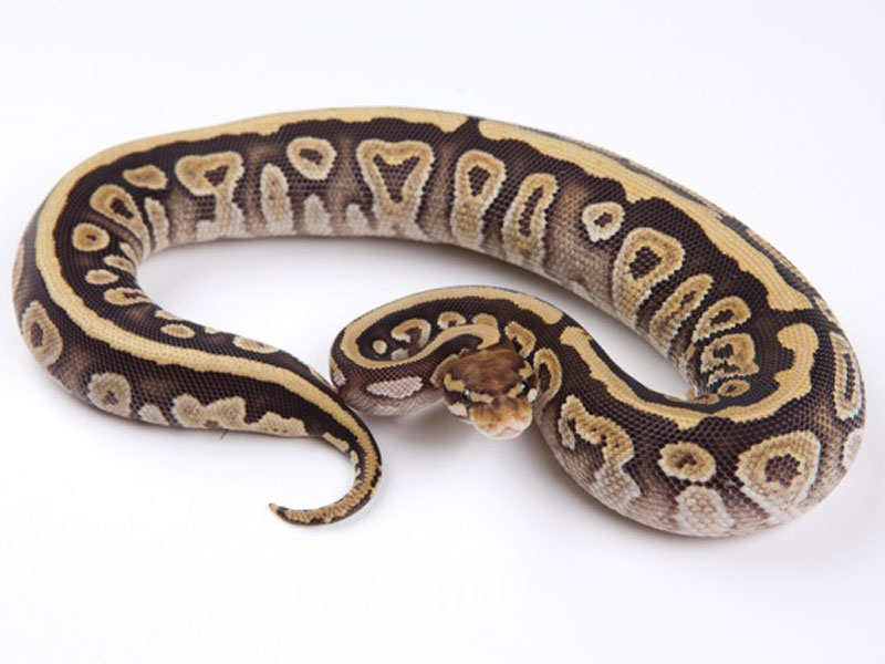 Mojave Spotnose