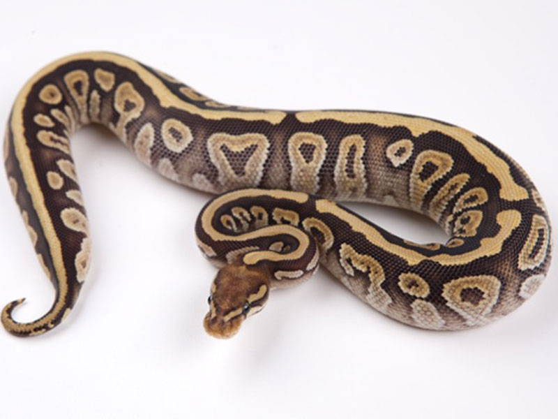 Mojave Spotnose