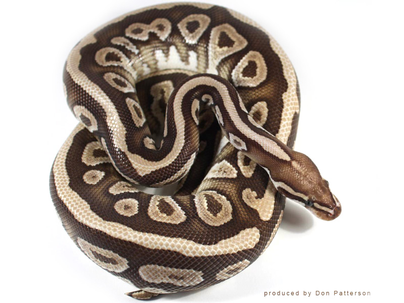 Mojave Spotnose