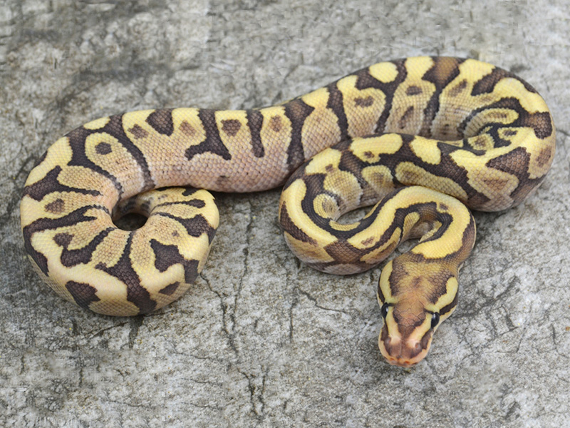 Mojave Sulfur Woma